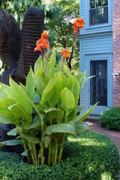 Bengal Tiger Canna Lily - 1 Gallon Pot -Foliage Dream Sales Store canna pretoria bengal tiger 2