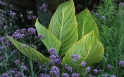 Bengal Tiger Canna Lily - 1 Gallon Pot -Foliage Dream Sales Store canna pretoria bengal tiger 3