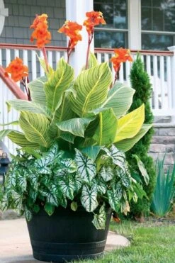 Bengal Tiger Canna Lily - 1 Gallon Pot -Foliage Dream Sales Store canna pretoria bengal tiger 4