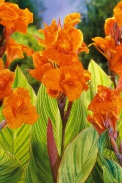 Bengal Tiger Canna Lily - 1 Gallon Pot -Foliage Dream Sales Store canna pretoria bengal tiger 8