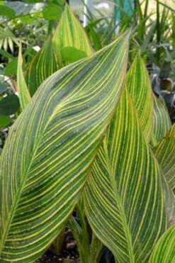 Bengal Tiger Canna Lily - 1 Gallon Pot -Foliage Dream Sales Store canna pretoria bengal tiger 9