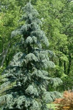 Karl Fuchs Deodar Cedar - 3 Gallon Pot 7 Karl Fuchs Deodar Cedar - 3 Gallon Pot -Foliage Dream Sales Store cedrus deodara karl fuchs himalayan cedar 1