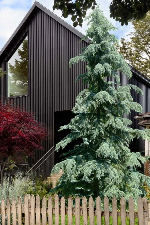 Karl Fuchs Deodar Cedar - 3 Gallon Pot 1 Karl Fuchs Deodar Cedar - 3 Gallon Pot