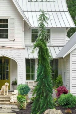 Miles High Weeping Deodar Cedar - 1 Gallon Pot