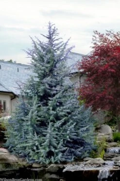 Electra Blue Deodar Cedar - 1 Gallon Pot