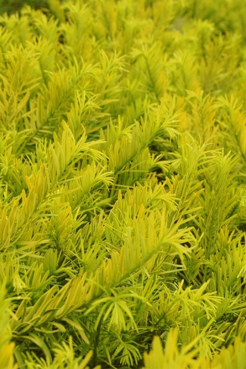 Golden Dragon Plum Yew (Cephalotaxus Harringtonia) - 3 Gallon Pot 4 Golden Dragon Plum Yew (Cephalotaxus Harringtonia) - 3 Gallon Pot - Image 4