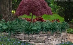 Creeping Japanese Plum Yew (Cephalotaxus Harringtonia 'Prostrata') - 7 Gallon Pot 11 Creeping Japanese Plum Yew (Cephalotaxus Harringtonia 'Prostrata') - 7 Gallon Pot -Foliage Dream Sales Store cephalotaxus harringtonia prostrata creeping japanese yew 33 1