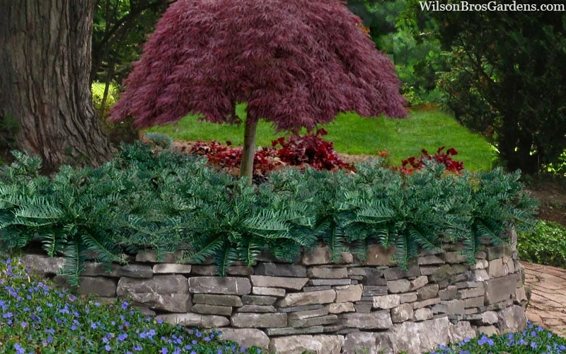 Creeping Japanese Plum Yew (Cephalotaxus Harringtonia 'Prostrata') - 7 Gallon Pot 4 Creeping Japanese Plum Yew (Cephalotaxus Harringtonia 'Prostrata') - 7 Gallon Pot - Image 4