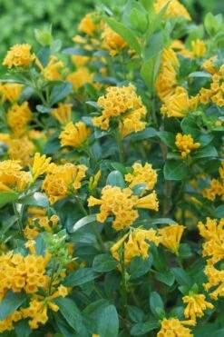 Juiced Orange Jessamine (Cestrum Corymbosum) - 3 Pack Of Quart Pots 8 Juiced Orange Jessamine (Cestrum Corymbosum) - 3 Pack Of Quart Pots -Foliage Dream Sales Store cestrum juiced orange jessamine 1 1