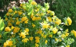 Juiced Orange Jessamine (Cestrum Corymbosum) - 3 Pack Of Quart Pots 9 Juiced Orange Jessamine (Cestrum Corymbosum) - 3 Pack Of Quart Pots -Foliage Dream Sales Store cestrum juiced orange jessamine 3 1