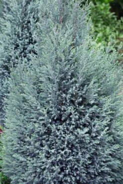 Blue Surprise Lawson Cypress (Chamaecyparis Lawsoniana) - 2 Gallon Pot -Foliage Dream Sales Store chamaecyparis lawsoniana blue surprise lawson cypress 11