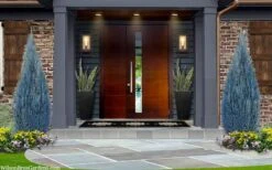 Blue Surprise Lawson Cypress (Chamaecyparis Lawsoniana) - 2 Gallon Pot -Foliage Dream Sales Store chamaecyparis lawsoniana blue surprise lawson cypress 12