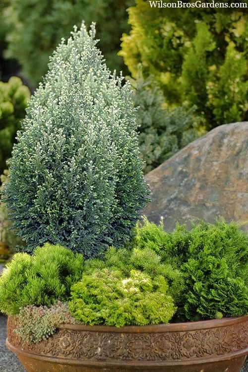Snow White Lawson's Cypress (Chamaecyparis Lawsoniana) - 3 Gallon Pot 1 Snow White Lawson's Cypress (Chamaecyparis Lawsoniana) - 3 Gallon Pot