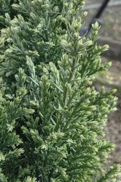 Snow White Lawson's Cypress (Chamaecyparis Lawsoniana) - 3 Gallon Pot 9 Snow White Lawson's Cypress (Chamaecyparis Lawsoniana) - 3 Gallon Pot -Foliage Dream Sales Store chamaecyparis obtusa blue feathers hinoki cypress 3 2