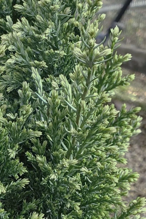 Snow White Lawson's Cypress (Chamaecyparis Lawsoniana) - 2 Gallon Pot 5 Snow White Lawson's Cypress (Chamaecyparis Lawsoniana) - 2 Gallon Pot - Image 5