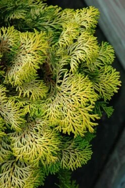 Confucius Golden Hinoki Cypress (Chamaecyparis Obtusa) - 3 Gallon Pot -Foliage Dream Sales Store chamaecyparis obtusa confucius golden hinoki cypress 1 1