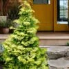 Confucius Golden Hinoki Cypress (Chamaecyparis Obtusa) - 3 Gallon Pot