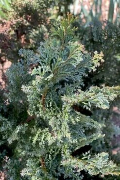 Gimborn Beauty Hinoki Cypress - 7 Gallon Pot 7 Gimborn Beauty Hinoki Cypress - 7 Gallon Pot -Foliage Dream Sales Store chamaecyparis obtusa gimborn beauty hinoki cypress 1