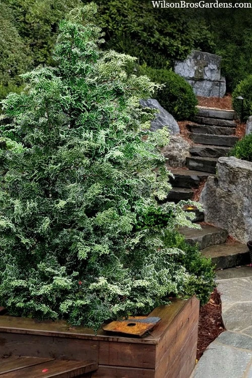 Gimborn Beauty Hinoki Cypress - 7 Gallon Pot 1 Gimborn Beauty Hinoki Cypress - 7 Gallon Pot