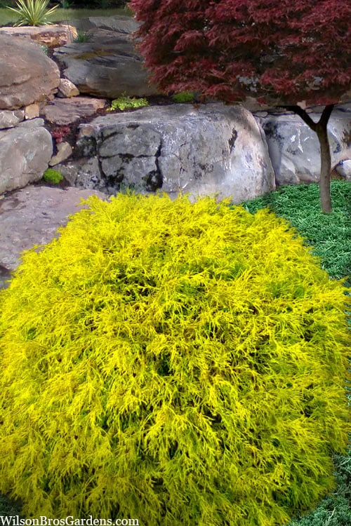 King's Gold Sawara False Cypress - 7 Gallon Pot 1 King's Gold Sawara False Cypress - 7 Gallon Pot