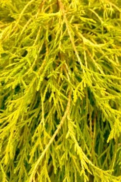 King's Gold Sawara False Cypress - 3 Gallon Pot 7 King's Gold Sawara False Cypress - 3 Gallon Pot -Foliage Dream Sales Store chamaecyparis pisifera kings gold false cypress 9 1