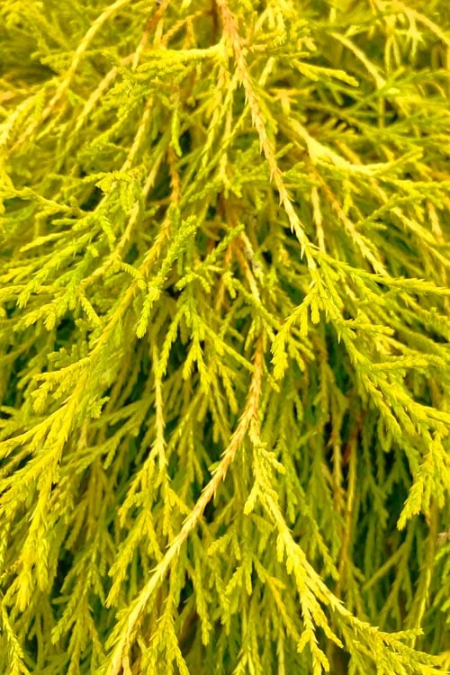 King's Gold Sawara False Cypress - 7 Gallon Pot 4 King's Gold Sawara False Cypress - 7 Gallon Pot - Image 4