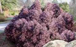 Heatherbun Atlantic White Cedar (Chamaecyparis Thyiodes) - 1 Gallon Pot 9 Heatherbun Atlantic White Cedar (Chamaecyparis Thyiodes) - 1 Gallon Pot -Foliage Dream Sales Store chamaecyparis thyoides heatherbun atlantic white cedar 2 1