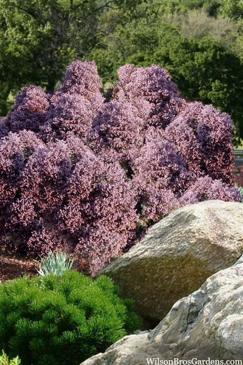 Heatherbun Atlantic White Cedar (Chamaecyparis Thyiodes) - 2 Gallon Pot 1 Heatherbun Atlantic White Cedar (Chamaecyparis Thyiodes) - 2 Gallon Pot
