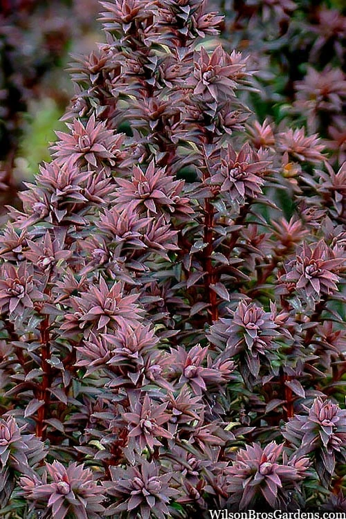 Red Star Cedar - 5 Gallon Pot 6 Red Star Cedar - 5 Gallon Pot - Image 6