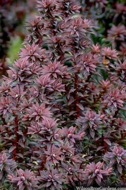 Red Star Cedar - 1 Gallon Pot 11 Red Star Cedar - 1 Gallon Pot -Foliage Dream Sales Store chamaecyparis thyoides red star cedar 8