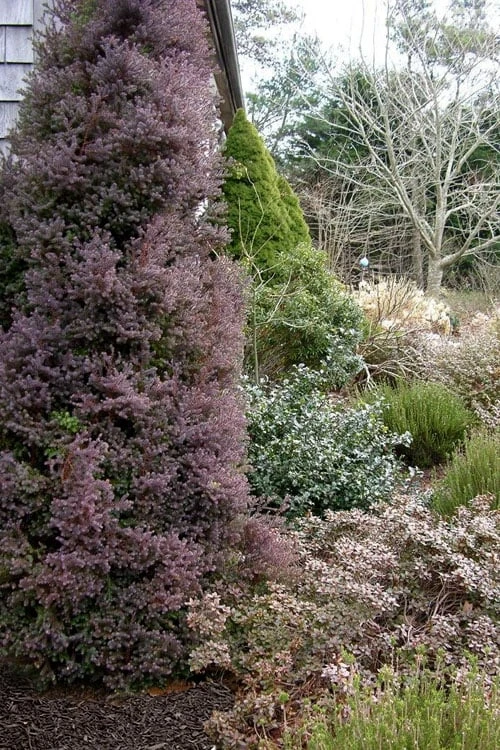 Red Star Cedar - 5 Gallon Pot 1 Red Star Cedar - 5 Gallon Pot