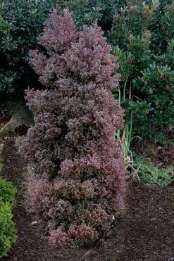 Red Star Cedar - 5 Gallon Pot 9 Red Star Cedar - 5 Gallon Pot -Foliage Dream Sales Store chamaecyparis thyoides red star white cedar 2 1