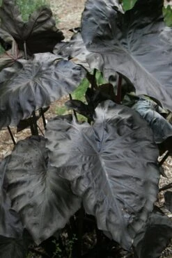 Royal Hawaiian Black Coral Elephant Ear (Colocasia) - 1 Gallon Pot -Foliage Dream Sales Store colocasia esculenta black coral elephant ear 4