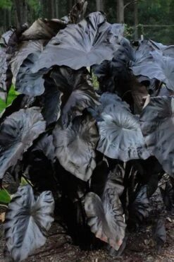 Royal Hawaiian Black Coral Elephant Ear (Colocasia) - 1 Gallon Pot -Foliage Dream Sales Store colocasia esculenta black coral elephant ear 6