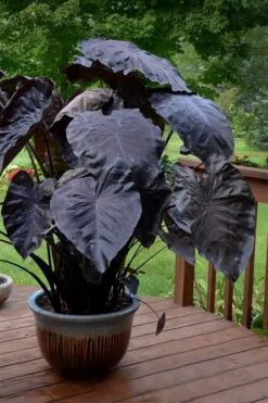 Royal Hawaiian Black Coral Elephant Ear (Colocasia) - 1 Gallon Pot -Foliage Dream Sales Store colocasia esculenta black coral elephant ear 7