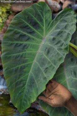 Maximus Gigante Hardy Elephant Ear (Colocasia) - 5 Gallon Pot -Foliage Dream Sales Store colocasia maximus gigante elephant ears 3
