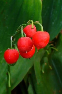 Lily Of The Valley (Convallaria Majalis) - 5 Pack Quart Pots -Foliage Dream Sales Store convallaria majalis bordeaux lily of the valley 2