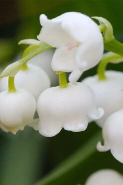 Lily Of The Valley (Convallaria Majalis) - 5 Pack Quart Pots -Foliage Dream Sales Store convallaria majalis lily of the valley 12