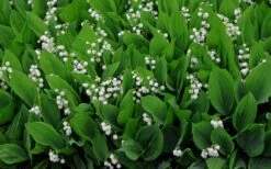 Lily Of The Valley (Convallaria Majalis) - 5 Pack Quart Pots -Foliage Dream Sales Store convallaria majalis lily of the valley 14