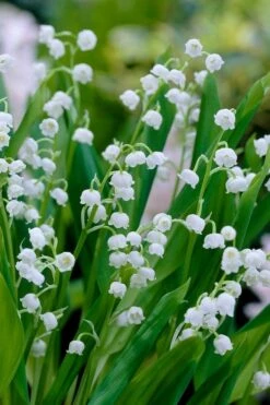 Lily Of The Valley (Convallaria Majalis) - 5 Pack Quart Pots