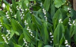 Lily Of The Valley (Convallaria Majalis) - 5 Pack Quart Pots -Foliage Dream Sales Store convallaria majalis lily of the valley 24