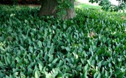 Lily Of The Valley (Convallaria Majalis) - 5 Pack Quart Pots -Foliage Dream Sales Store convallaria majalis lily of the valley 25