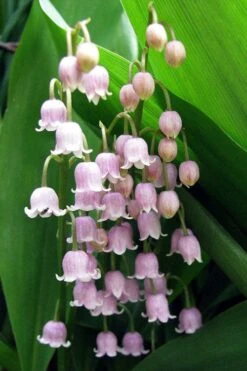 Pink Lily Of The Valley (Convallaria Majalis 'Rosea') - 1 Gallon Pot -Foliage Dream Sales Store convallaria majalis rosea pink lily of the valley 1