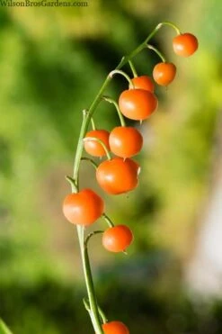 Pink Lily Of The Valley (Convallaria Majalis 'Rosea') - 1 Gallon Pot -Foliage Dream Sales Store convallaria majalis rosea pink lily of the valley 5