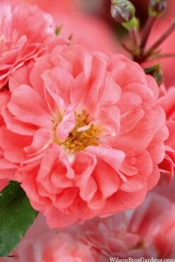 Coral Drift Groundcover Rose - 3 Gallon Pot 9 Coral Drift Groundcover Rose - 3 Gallon Pot -Foliage Dream Sales Store coral drift rose 101