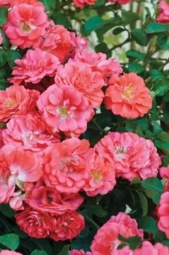 Coral Drift Groundcover Rose - 3 Gallon Pot 11 Coral Drift Groundcover Rose - 3 Gallon Pot -Foliage Dream Sales Store coral drift rose 102