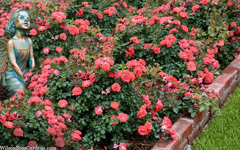 Coral Drift Groundcover Rose - 3 Gallon Pot 5 Coral Drift Groundcover Rose - 3 Gallon Pot - Image 5