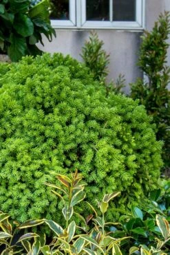 Dragon Prince Cryptomeria - 3 Gallon Pot 11 Dragon Prince Cryptomeria - 3 Gallon Pot -Foliage Dream Sales Store cryptomeria dragon prince dwarf japanese cedar 1 2