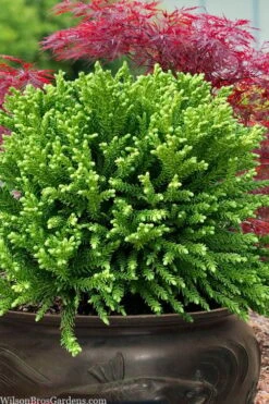 Dragon Prince Cryptomeria - 3 Gallon Pot 10 Dragon Prince Cryptomeria - 3 Gallon Pot -Foliage Dream Sales Store cryptomeria dragon prince dwarf japanese cedar 4 2