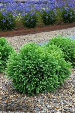 Dragon Prince Cryptomeria - 2 Gallon Pot 9 Dragon Prince Cryptomeria - 2 Gallon Pot -Foliage Dream Sales Store cryptomeria dragon prince dwarf japanese cedar 5